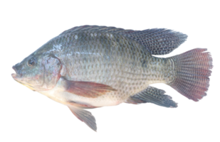 Nile Tilapia or Pla nin in Thai, freshwater fish isolated with clipping path in png format