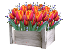 tulipes, printemps fleurs illustration png