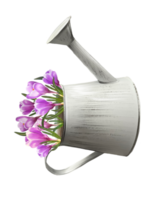 crocus flowers in a watering can illustration png