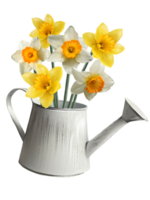 bouquet of daffodils in a watering can illustration png