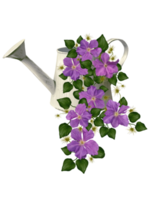 liana blooming climatis in a garden watering can illustration png