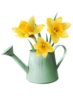 yellow daffodils illustration png