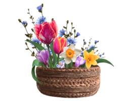 composição do tulipa, narciso, e açafrão flores ilustração png