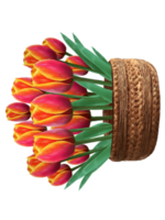 blooming tulips in a wicker basket illustration png