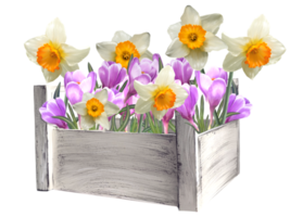 crocuses and daffodils in a basket illustration png