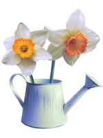 white daffodil flowers in a watering can illustration png