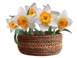 white daffodils in a basket illustration png