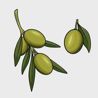 un dibujo de un rama de aceitunas con verde hojas vector