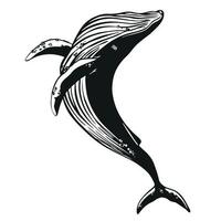 ballena vector mano dibujado ilustración.