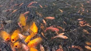alimentación muchos tilapia y carpa pescado en el estanque. video