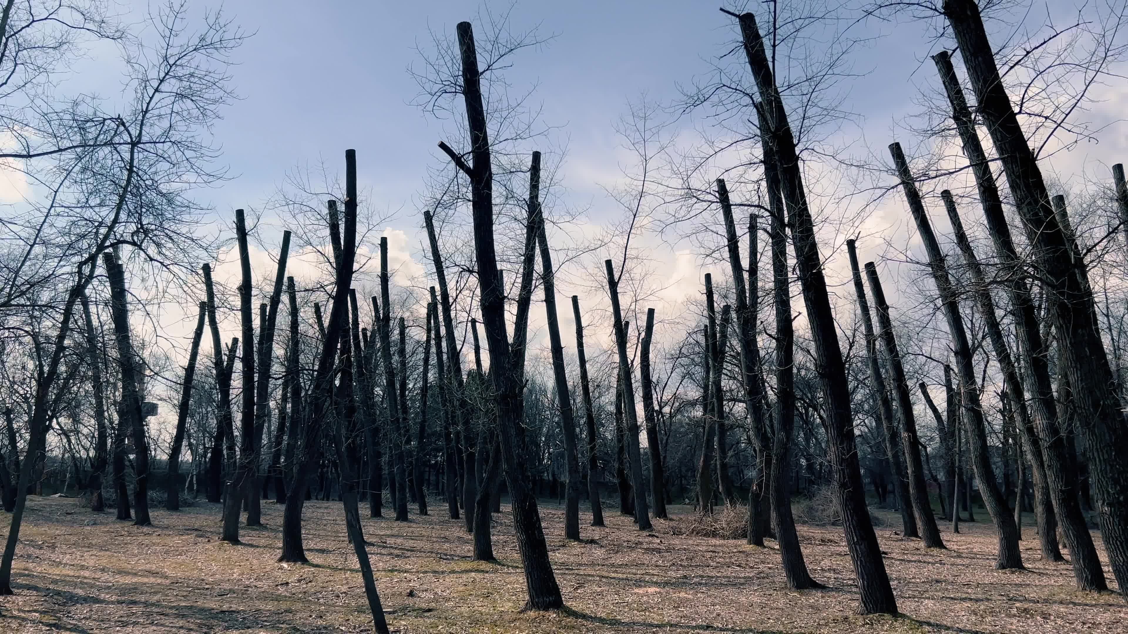A multitude of tree trunks with cut off branches against the sky A multitude of tree trunks with cut off branches against the sky