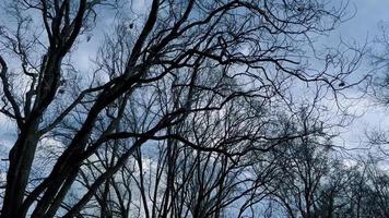 Black leafless branches against blue sky in autumn or spring. video