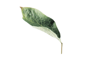 Green leaves isolated on a transparent background png