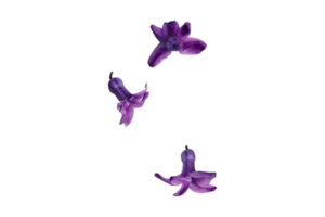 púrpura flores aislado en un transparente antecedentes png