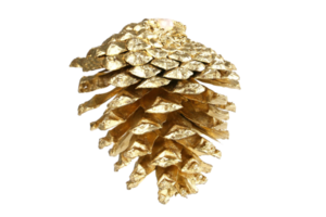 Good pine cone isolated on a transparent background png