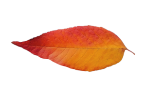 Red leaf isolated on a transparent background png