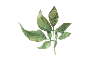 Green leaves isolated on a transparent background png