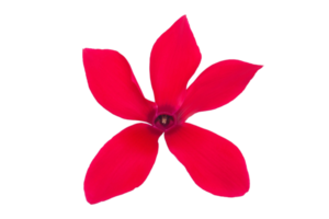 Red flower isolated on a transparent background png