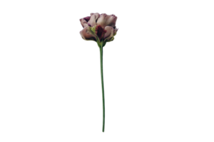 Purple flower isolated on a transparent background png