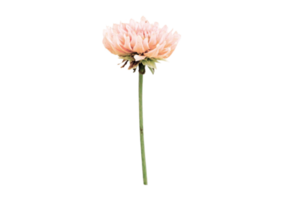 Pink flower isolated on a transparent background png