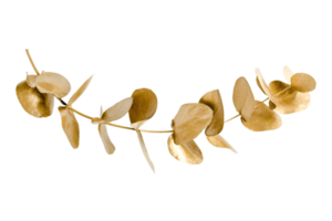 Gold leaves isolated on a transparent background png