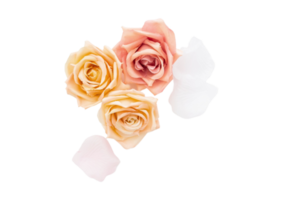 Rose flowers isolated on a transparent background png