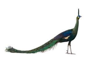 Green peafowl male or Indonesian fowl isolated on transparent background the national holy bird of Myanmar from side angle view with colorful vibrant feather color png