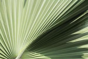 palma árboles, verde elefantes y muy grande hojas con muchos Derecho líneas en el hojas plantado para rebaja y embellecer el jardín. foto