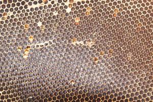 Natural honeycomb containing nectar is what humans want to make medicine, mix cosmetics and make sweets. photo