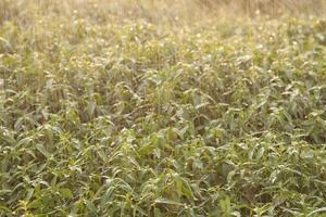 paniculata grown in a farmer's garden, is watered with sprinkler in the evening, while the sun sets, the sunshine is warm and romantic. photo