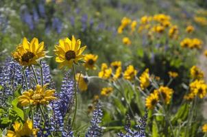 Yellow balsamroot or Balsamorhiza with purple lupines in the background photo