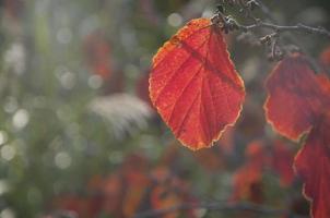 A red leaf in the sunlight. Close up with a blurry background. The leaf veins shaped beautiful patterns and texutures. photo