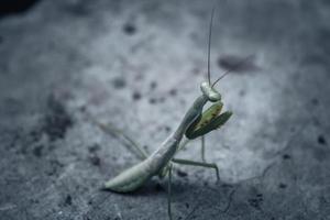 Defocused image of a locust photo