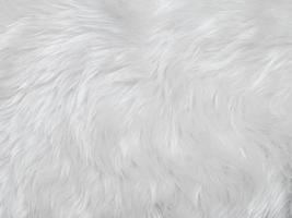 White clean wool texture background. light natural sheep wool. white seamless cotton. texture of fluffy fur for designers. close-up fragment white wool carpet. photo