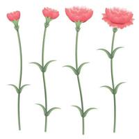 A group of carnations in different poses vector