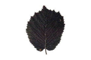 Black leaf isolated on a transparent background png