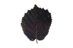 schwarz Blatt isoliert auf ein transparent Hintergrund png