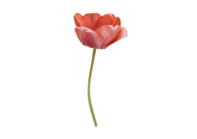 Red flower plant isolated on a transparent background png