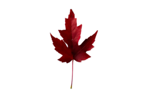 Red leaf isolated on a transparent background png