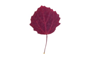 Purple leaf isolated on a transparent background png