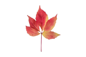 Red leaf isolated on a transparent background png