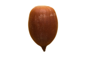 Seed isolated on a transparent background png