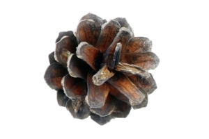 Brown christmas pine cone isolated on a transparent background png