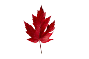 Red leaf tree isolated on a transparent background png