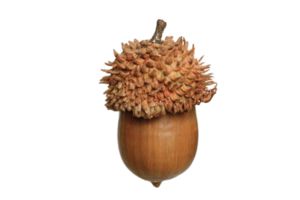 Brown acorn isolated on a transparent background png