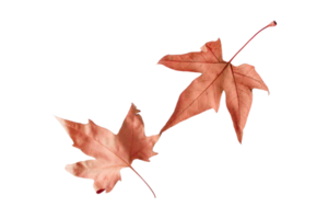 Autumn leaves isolated on a transparent background png