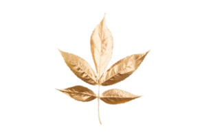 Golden christmas leaf decoration isolated on a transparent background png