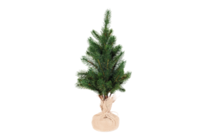 Green christmas tree isolated on a transparent background png