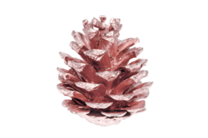 Pink pine cone isolated on a transparent background png