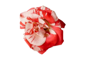 Red rose isolated on a transparent background png